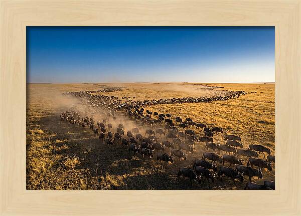 Massive Migration Of Wildebeest