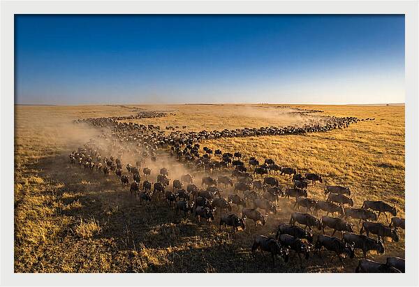 Massive Migration Of Wildebeest