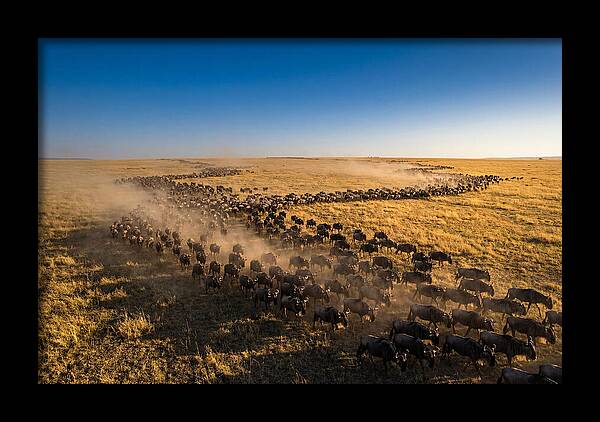 Massive Migration Of Wildebeest