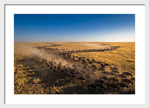 Massive Migration Of Wildebeest