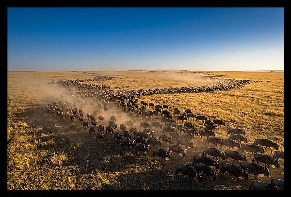 Massive Migration Of Wildebeest