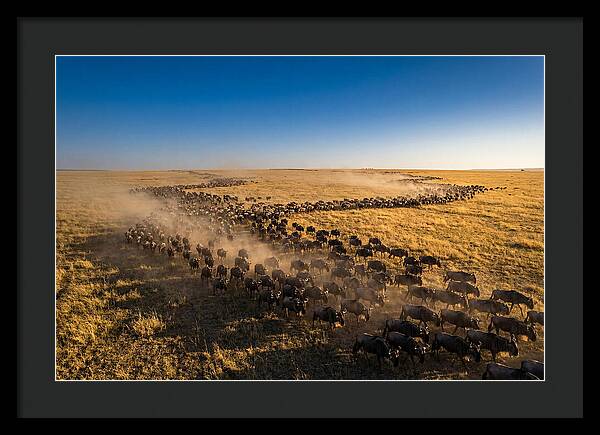 Massive Migration Of Wildebeest