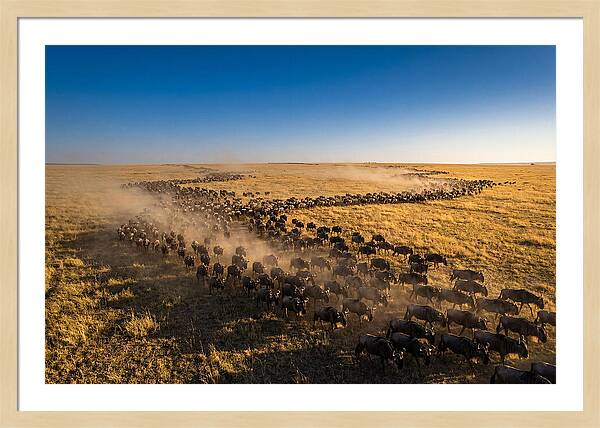 Massive Migration Of Wildebeest