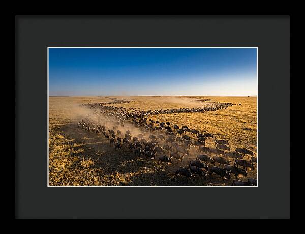 Massive Migration Of Wildebeest