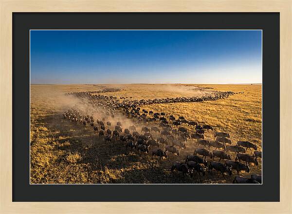 Massive Migration Of Wildebeest