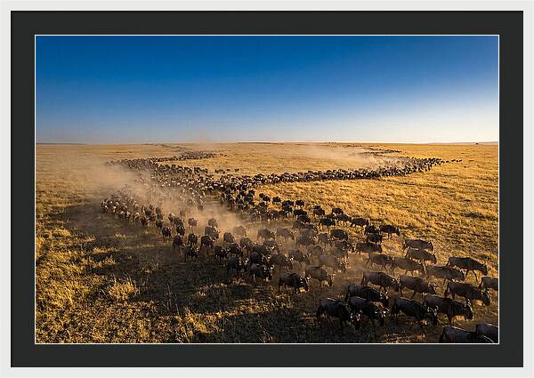 Massive Migration Of Wildebeest