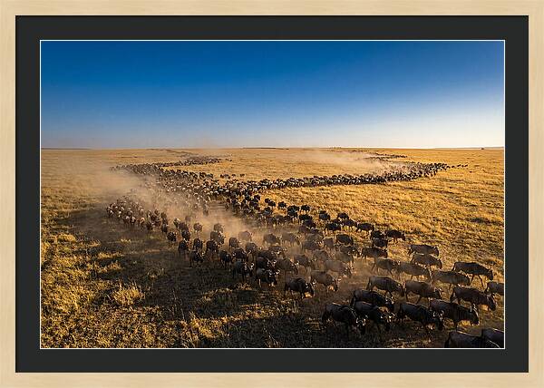 Massive Migration Of Wildebeest