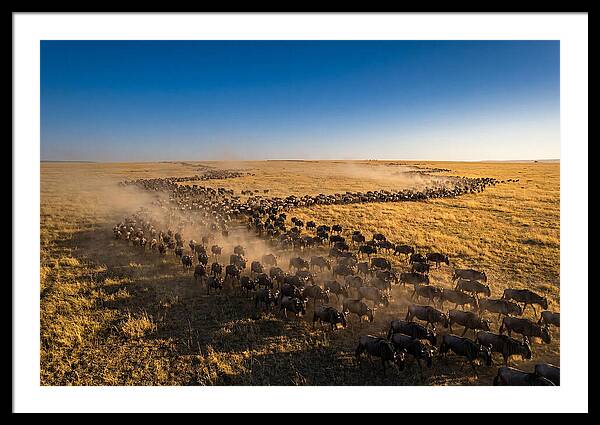 Massive Migration Of Wildebeest
