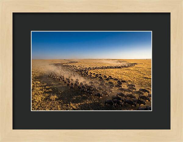 Massive Migration Of Wildebeest