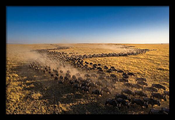 Massive Migration Of Wildebeest