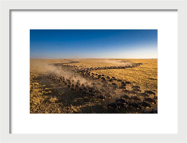 Massive Migration Of Wildebeest