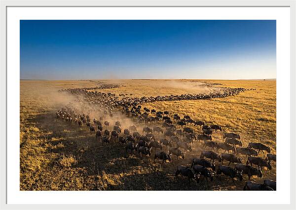 Massive Migration Of Wildebeest