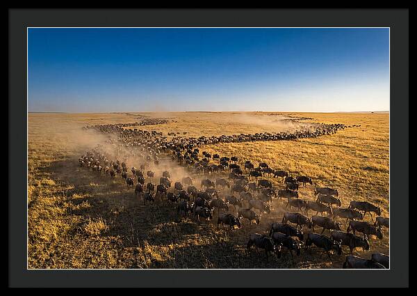Massive Migration Of Wildebeest
