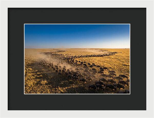 Massive Migration Of Wildebeest