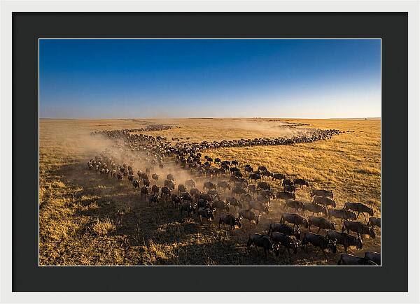 Massive Migration Of Wildebeest