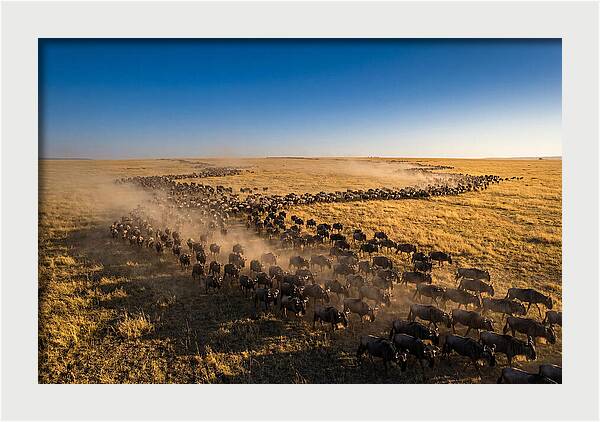 Massive Migration Of Wildebeest