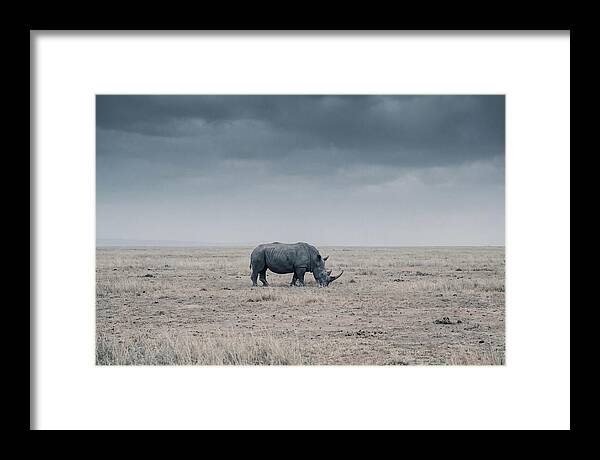 Massive Rhinoceros In Serenity
