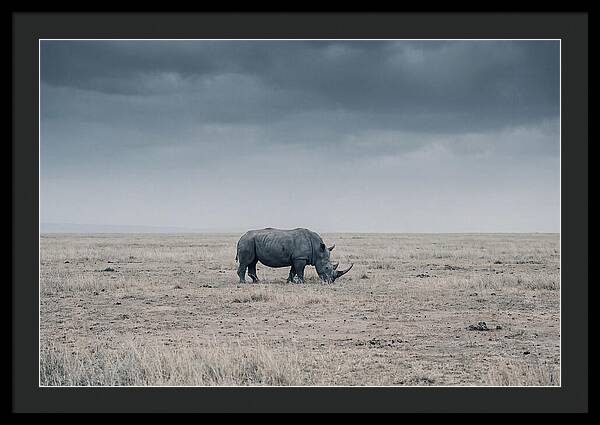 Massive Rhinoceros In Serenity