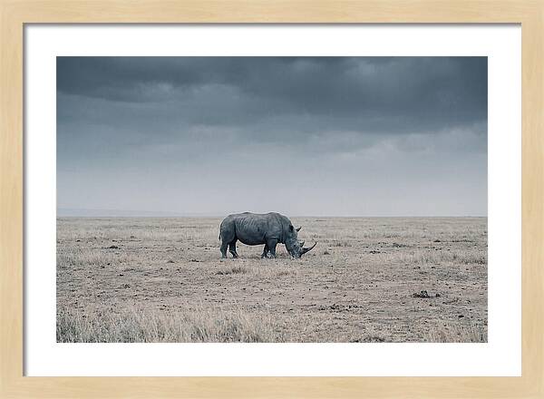 Massive Rhinoceros In Serenity