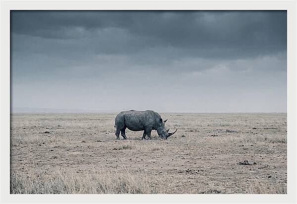 Massive Rhinoceros In Serenity