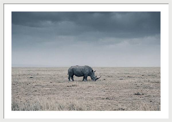 Massive Rhinoceros In Serenity