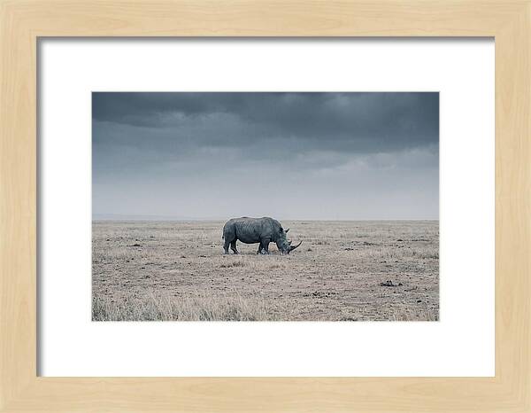 Massive Rhinoceros In Serenity
