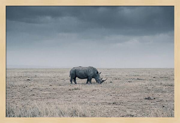Massive Rhinoceros In Serenity