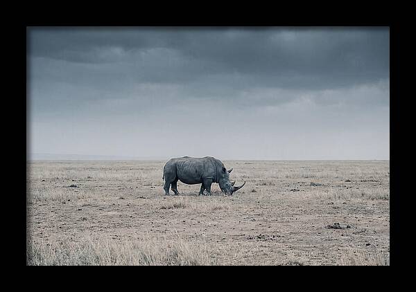Massive Rhinoceros In Serenity