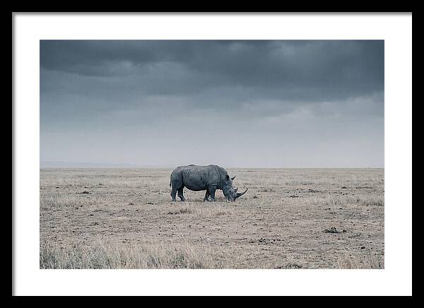 Massive Rhinoceros In Serenity
