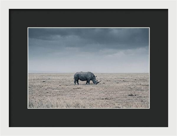 Massive Rhinoceros In Serenity
