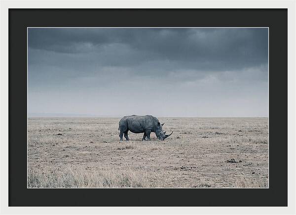 Massive Rhinoceros In Serenity