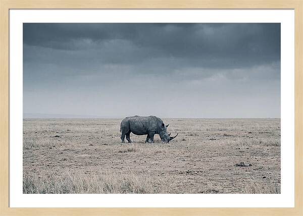 Massive Rhinoceros In Serenity