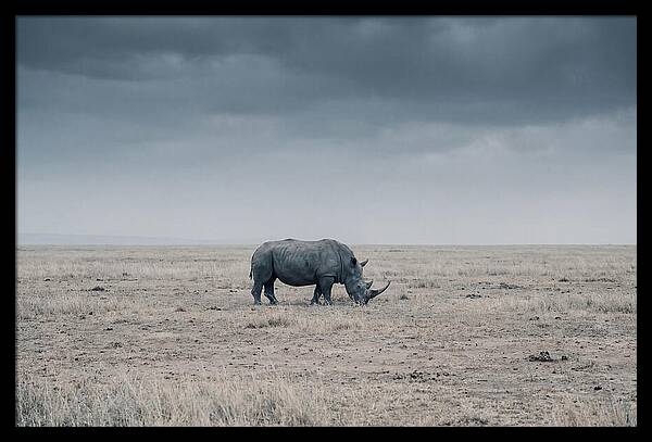 Massive Rhinoceros In Serenity