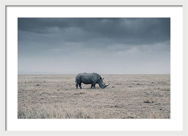 Massive Rhinoceros In Serenity