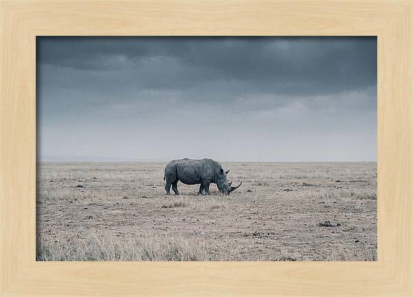 Massive Rhinoceros In Serenity