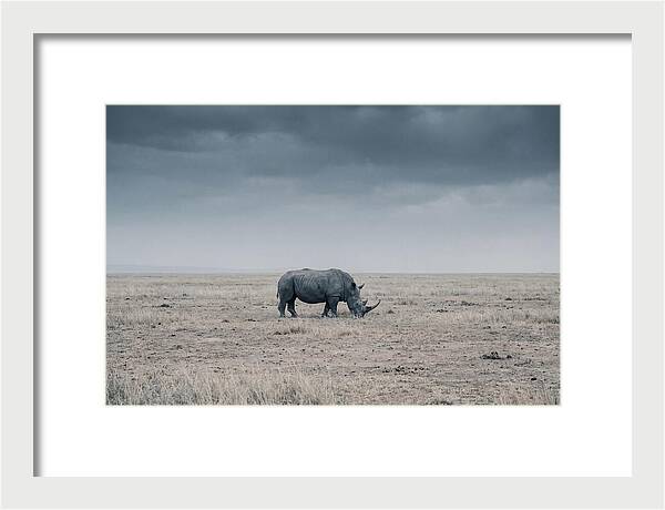 Massive Rhinoceros In Serenity