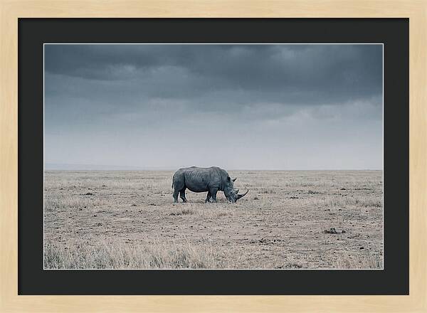 Massive Rhinoceros In Serenity