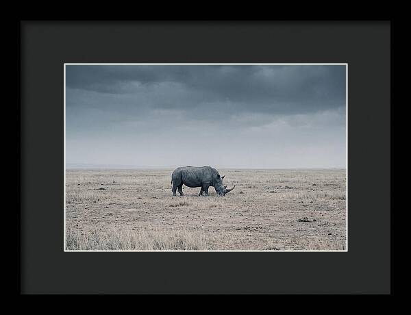 Massive Rhinoceros In Serenity