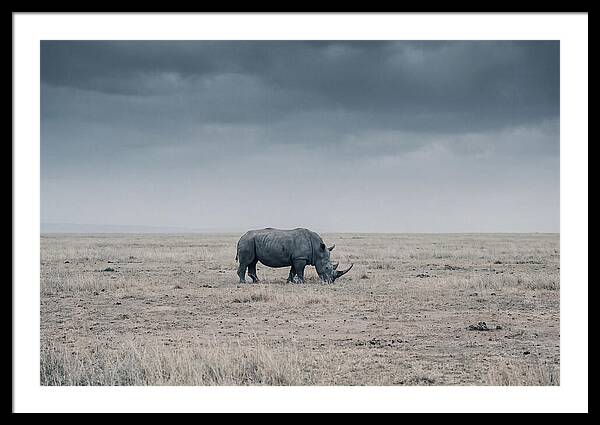Massive Rhinoceros In Serenity