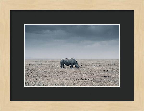 Massive Rhinoceros In Serenity