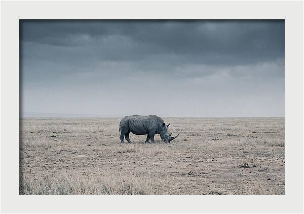 Massive Rhinoceros In Serenity