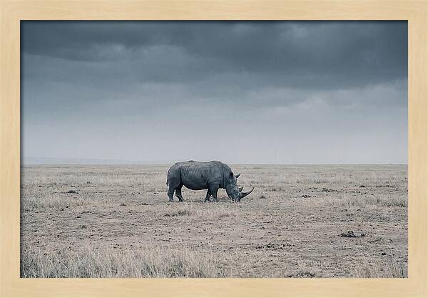 Massive Rhinoceros In Serenity