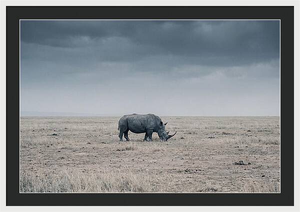 Massive Rhinoceros In Serenity