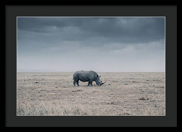 Massive Rhinoceros In Serenity