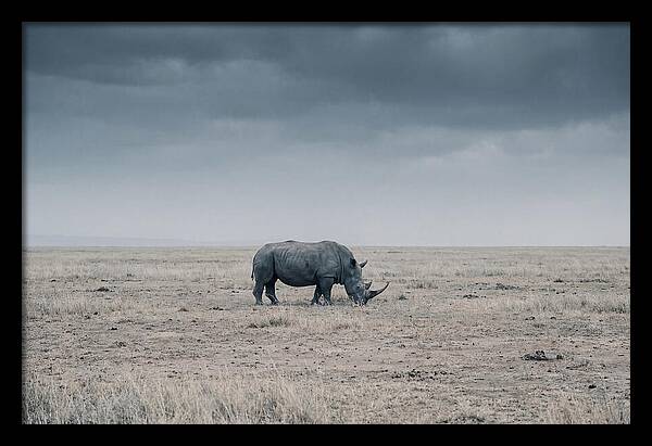 Massive Rhinoceros In Serenity