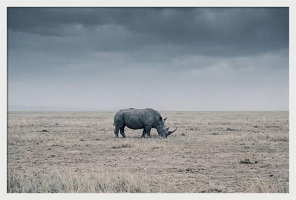 Massive Rhinoceros In Serenity
