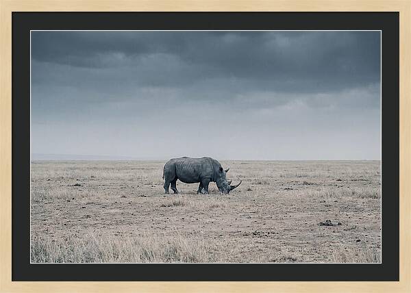 Massive Rhinoceros In Serenity