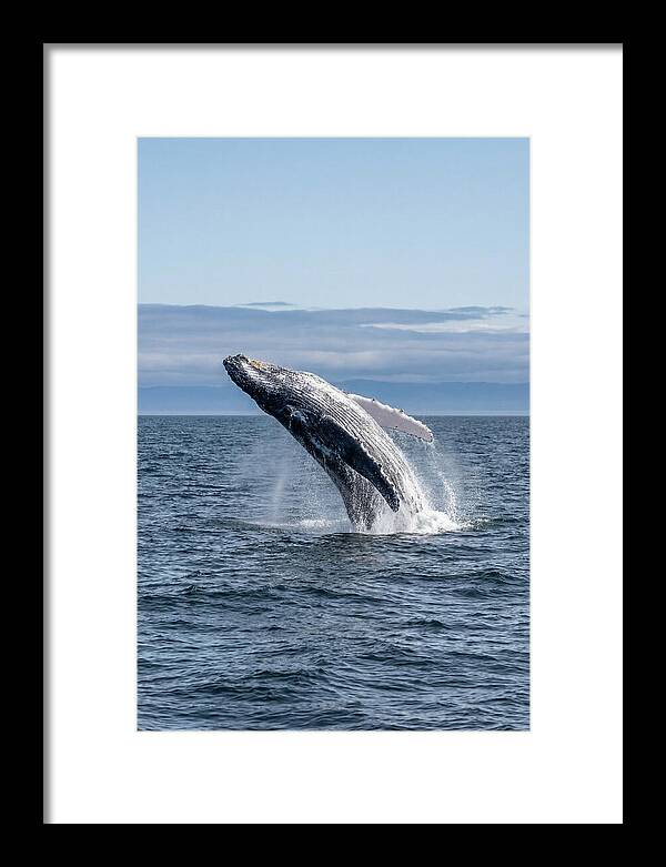 Massive Whale Breach