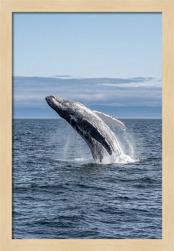 Massive Whale Breach