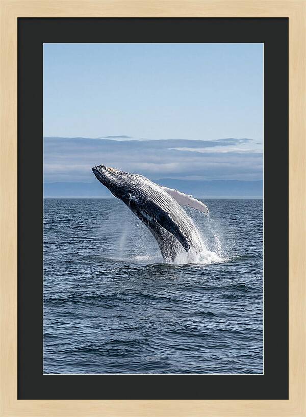 Massive Whale Breach